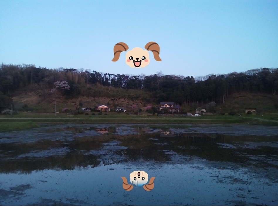 田んぼに上るえると田んぼに写るえる